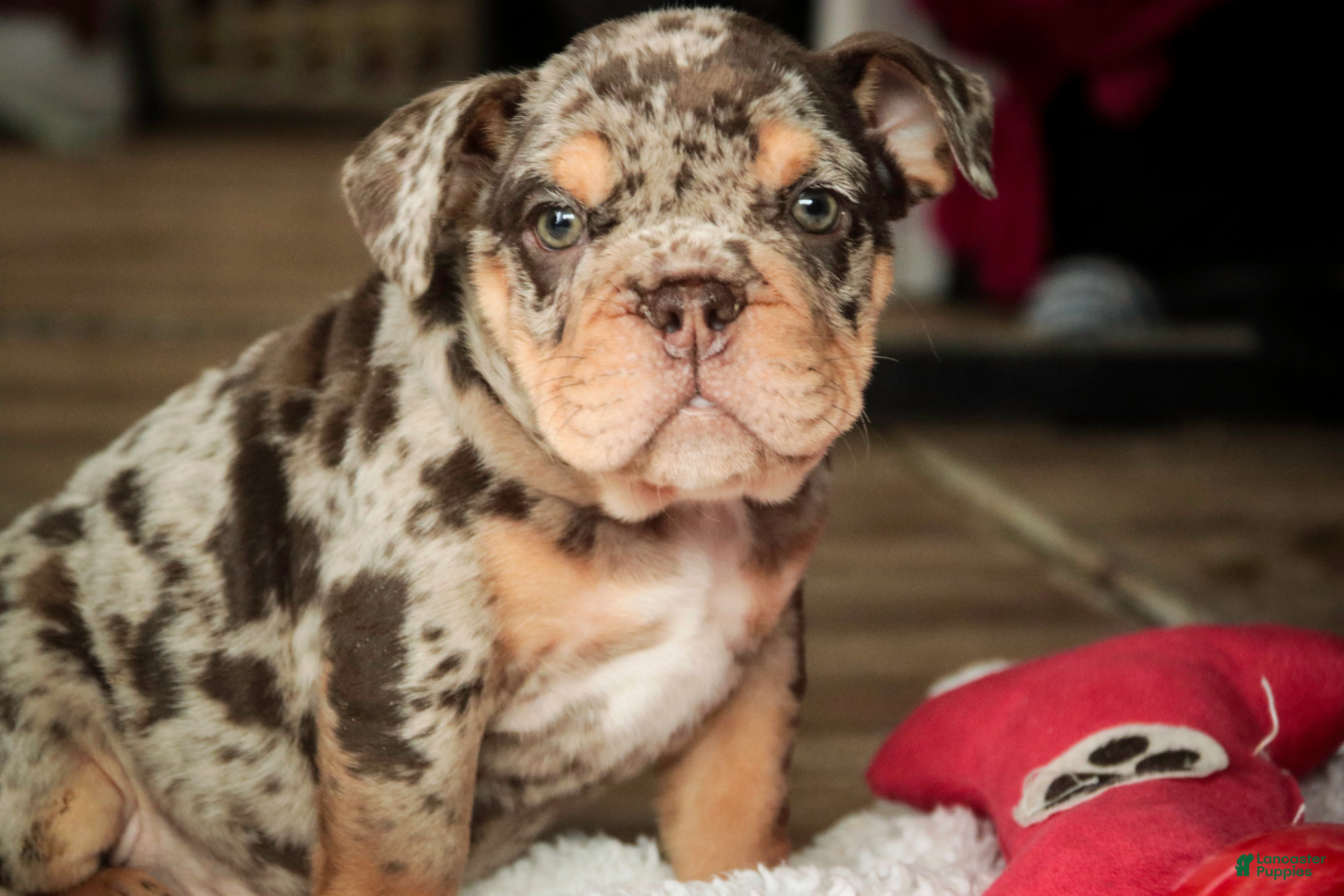 English Bulldog dogs Gaston - Ad 2