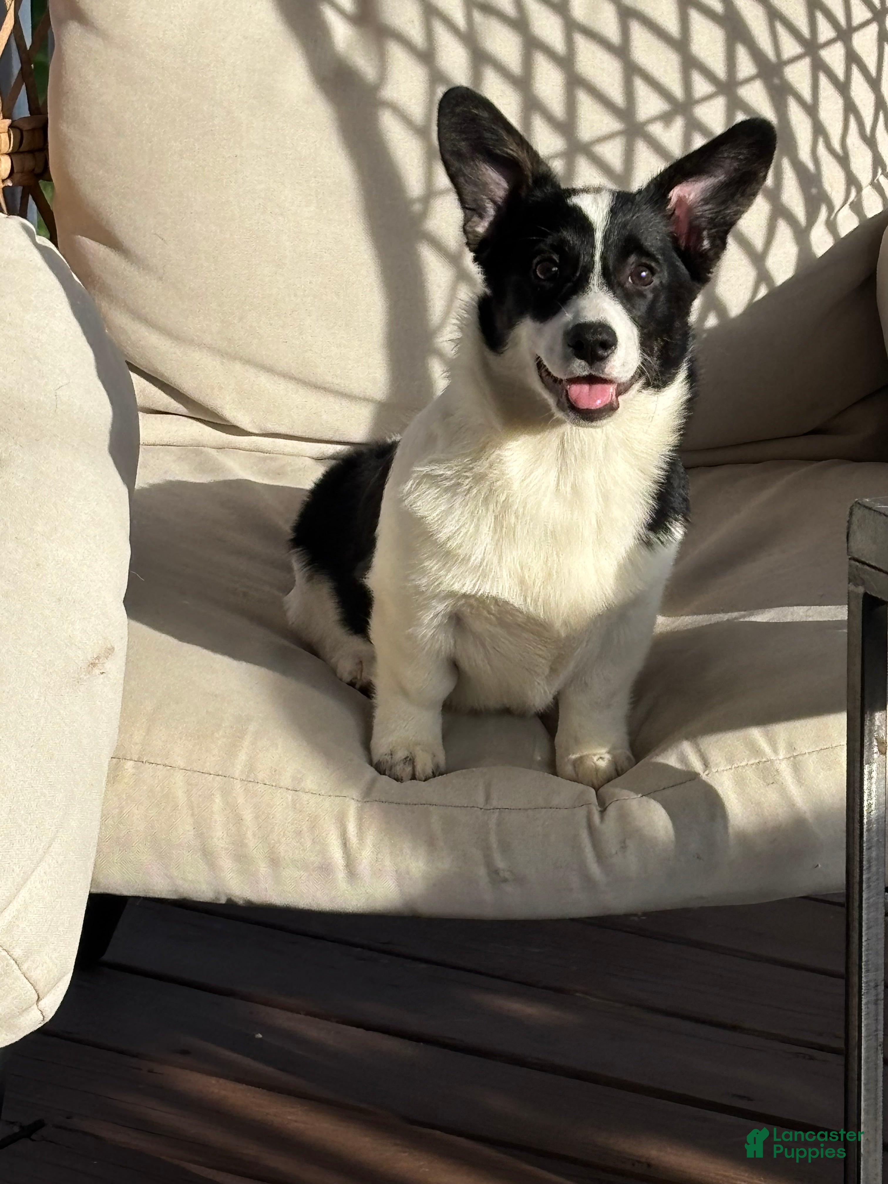 Mixed Breed dogs Bella - Ad 9