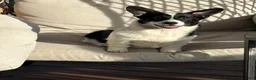 Mixed Breed dogs for sale: Bella - Ad 1