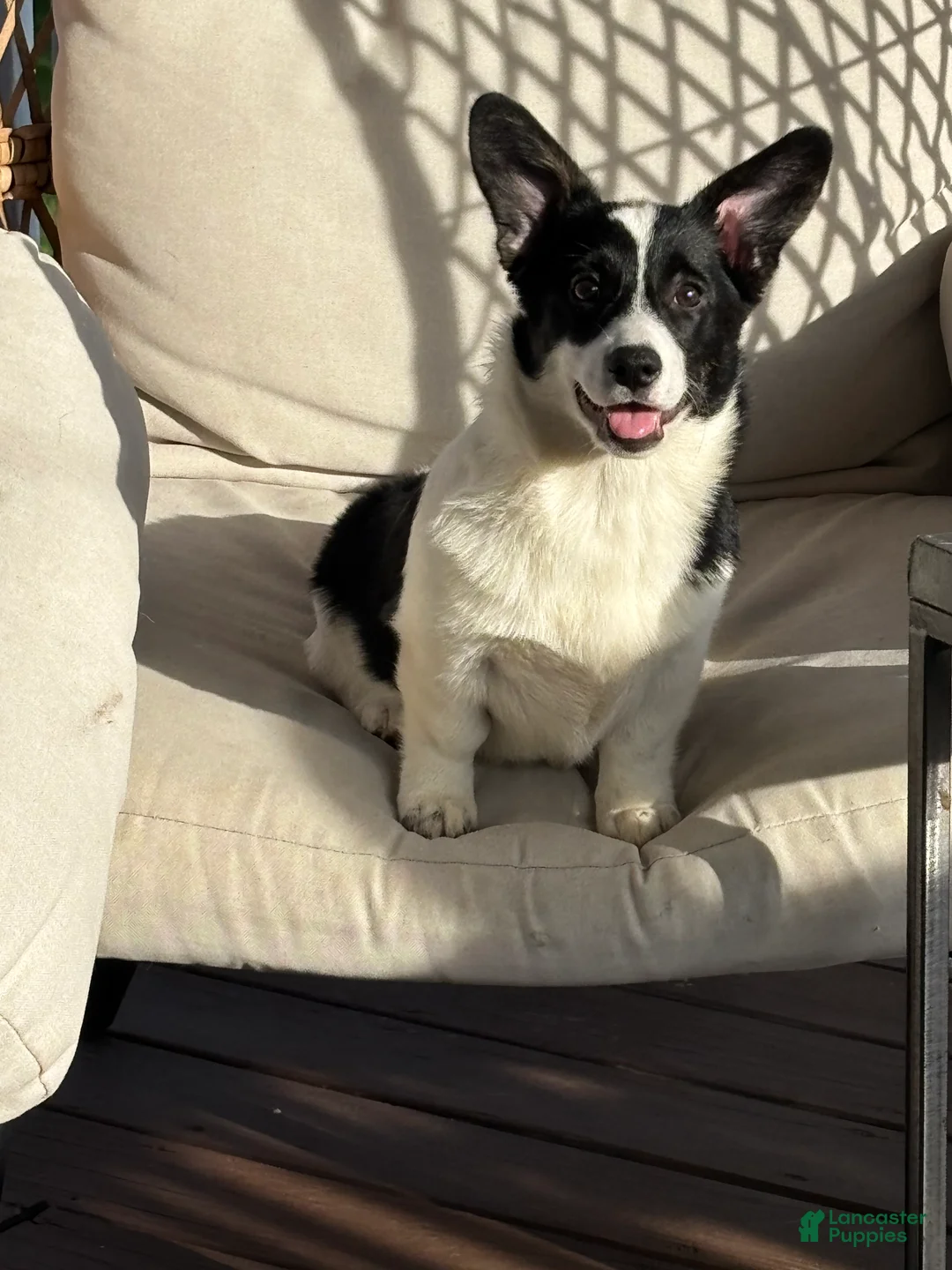 Mixed Breed dogs for sale: Bella - Ad 1