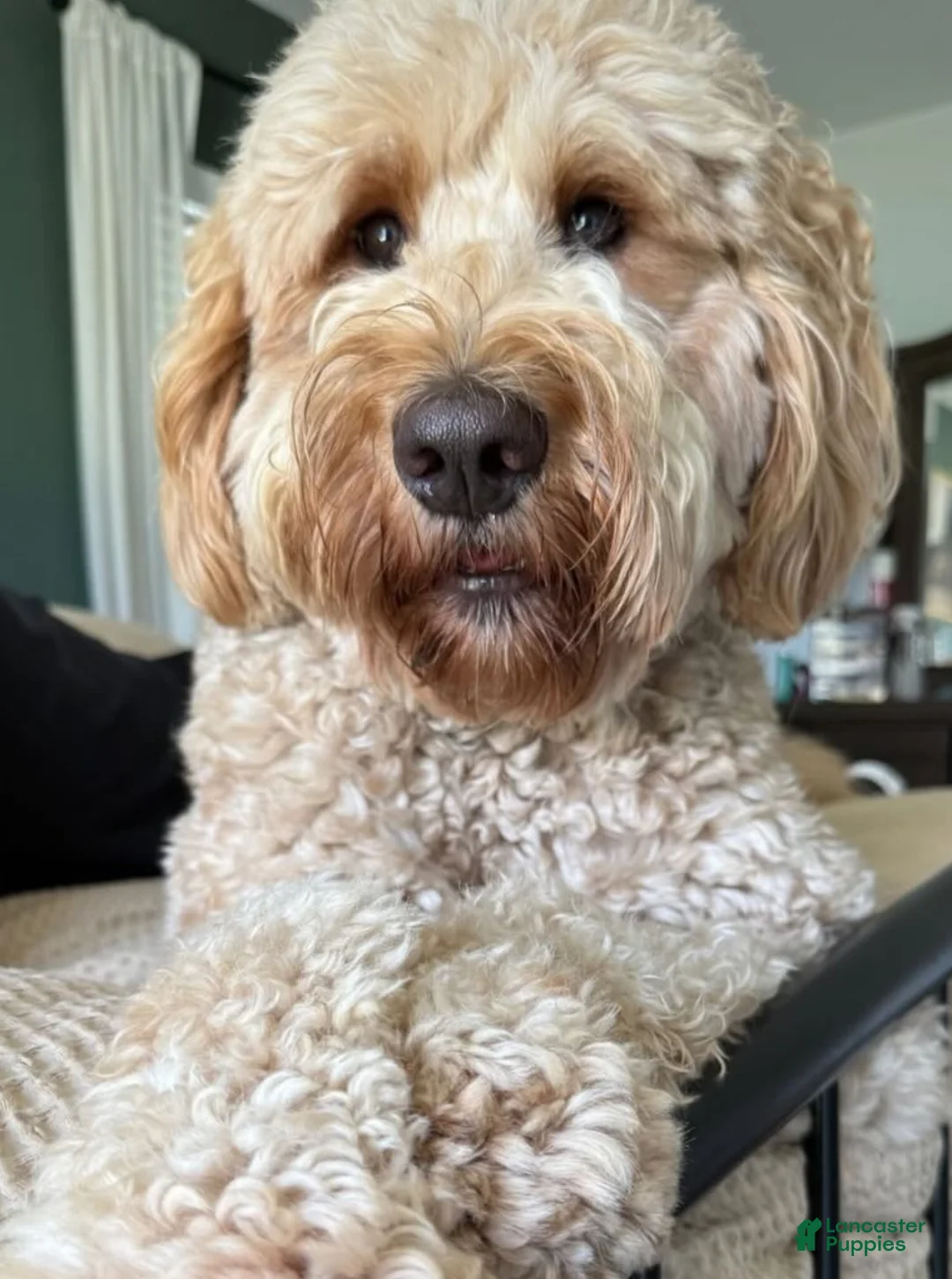 Goldendoodle dogs for sale: Goldendoodle Puppy 8 - Ad 3