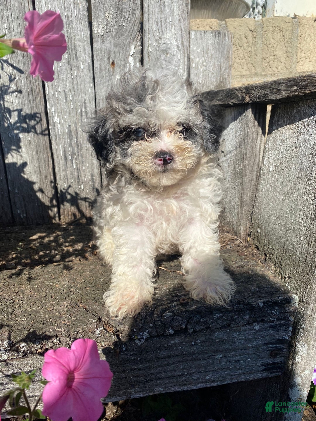 Grey Maltipoo Dog Years 7+ Hundred Black Maltipoo Royalty-Free