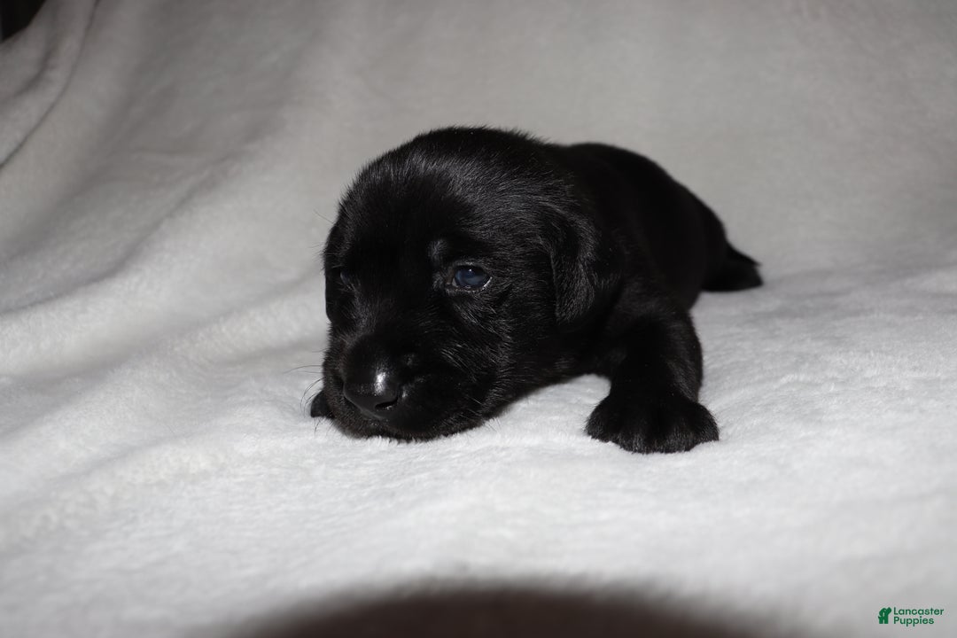 Labrador Retriever dogs for sale: Boone - Ad 2