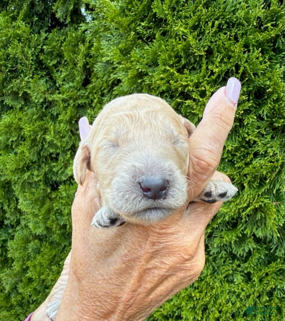 Goldendoodle dogs Light Blue - Ad 1