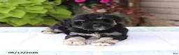 Miniature Schnauzer dogs for sale: Payton - Ad 3