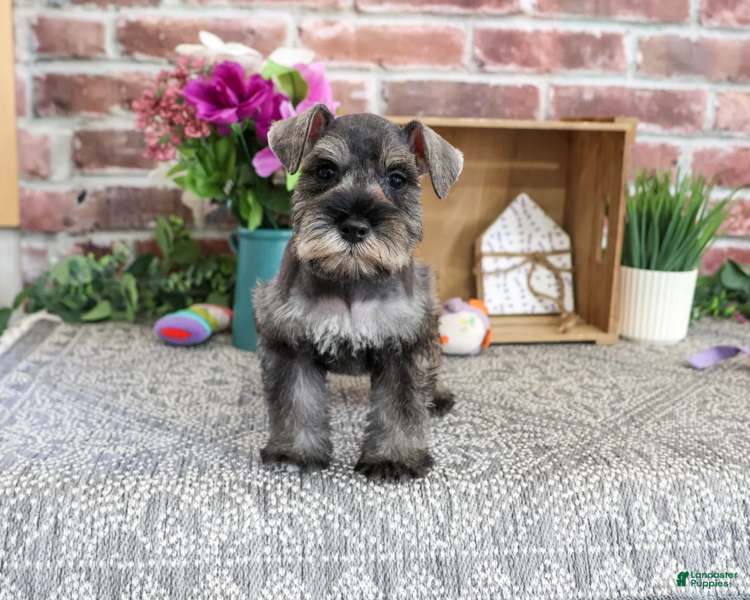 Miniature Schnauzer dogs for sale: Autumn - Ad 2