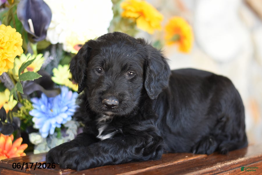 Mini Goldendoodle dogs Waylon - Ad 1