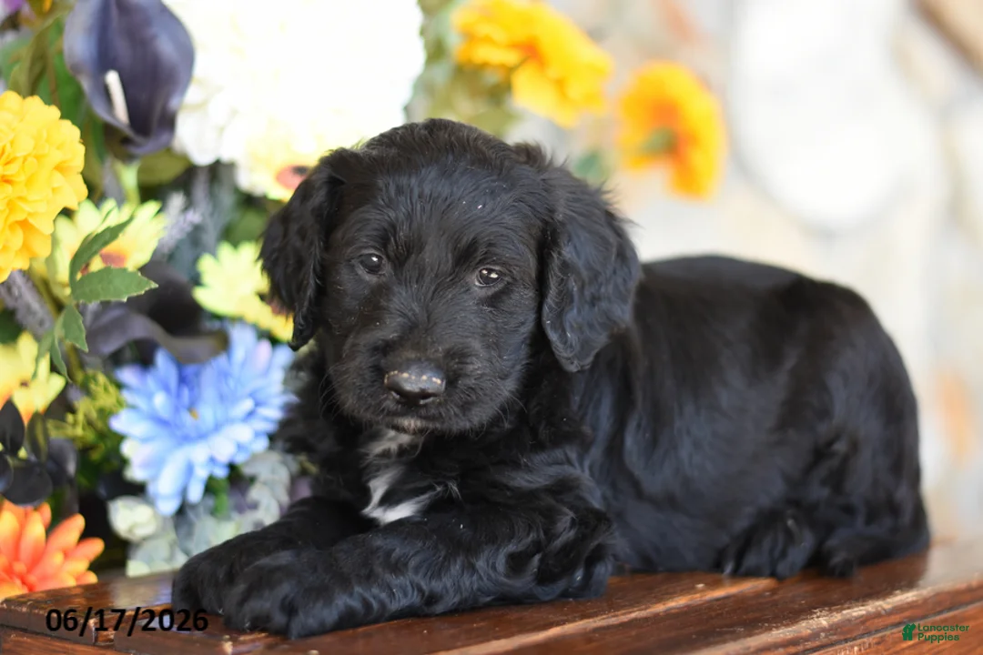 Mini Goldendoodle dogs for sale: Waylon - Ad 1