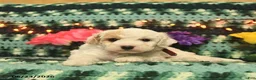 Mini Goldendoodle dogs for sale: Silly Sue  - Ad 4
