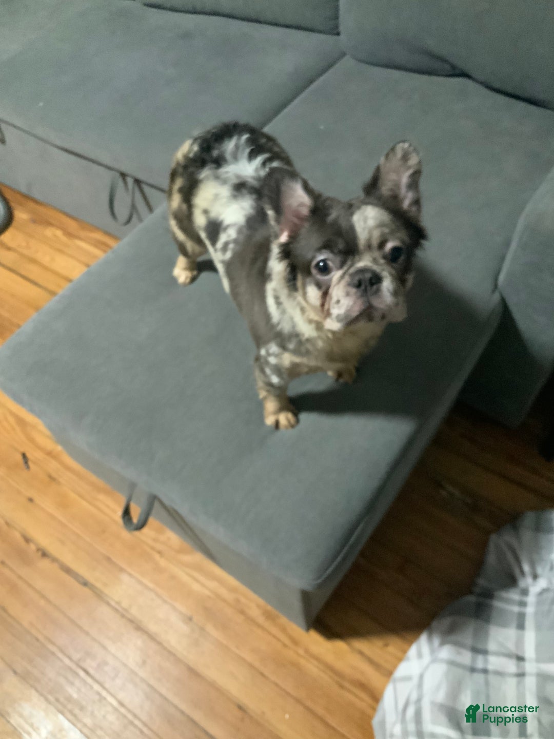 French Bulldog dogs for sale: Moon  - Ad 2