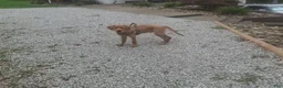 Labrador Retriever dogs for sale: Labrador Retriever 1 - Ad 5