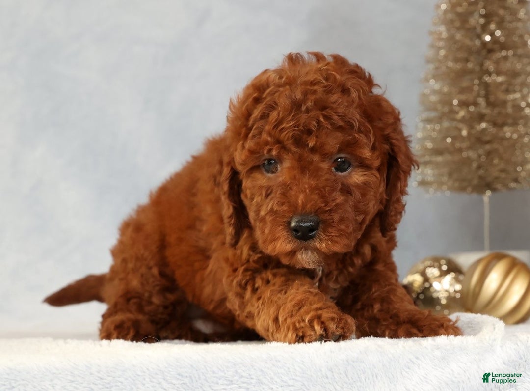 Miniature Poodle dogs for sale: Sandy - Ad 2