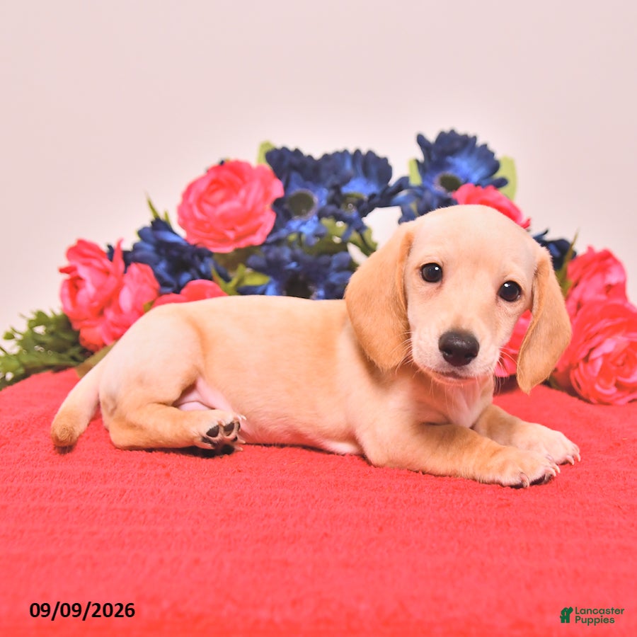 Miniature Dachshund dogs Wesley - Ad 1