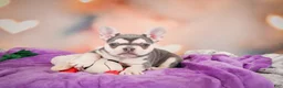 French Bulldog dogs for sale: Sandra - Ad 5
