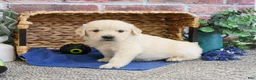 Golden Retriever dogs for sale: Gilbert - Ad 3