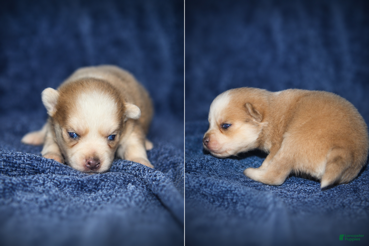 Pomsky dogs Pomsky 3 - Ad 7