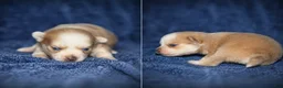 Pomsky dogs for sale: Pomsky 3 - Ad 1