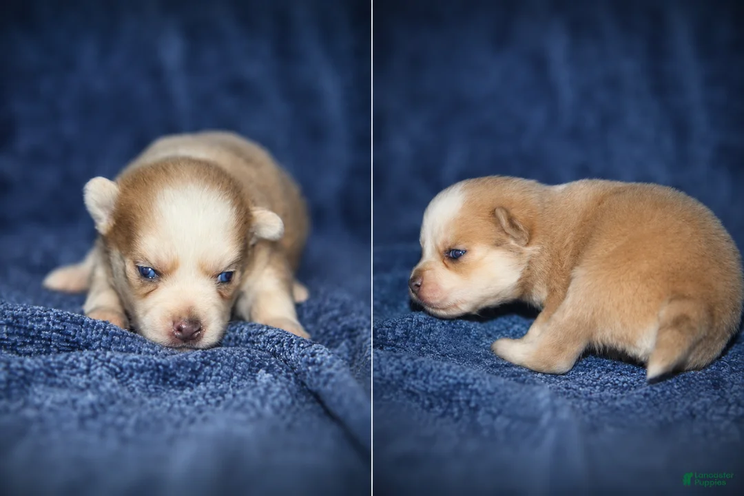 Pomsky dogs for sale: Pomsky 3 - Ad 1