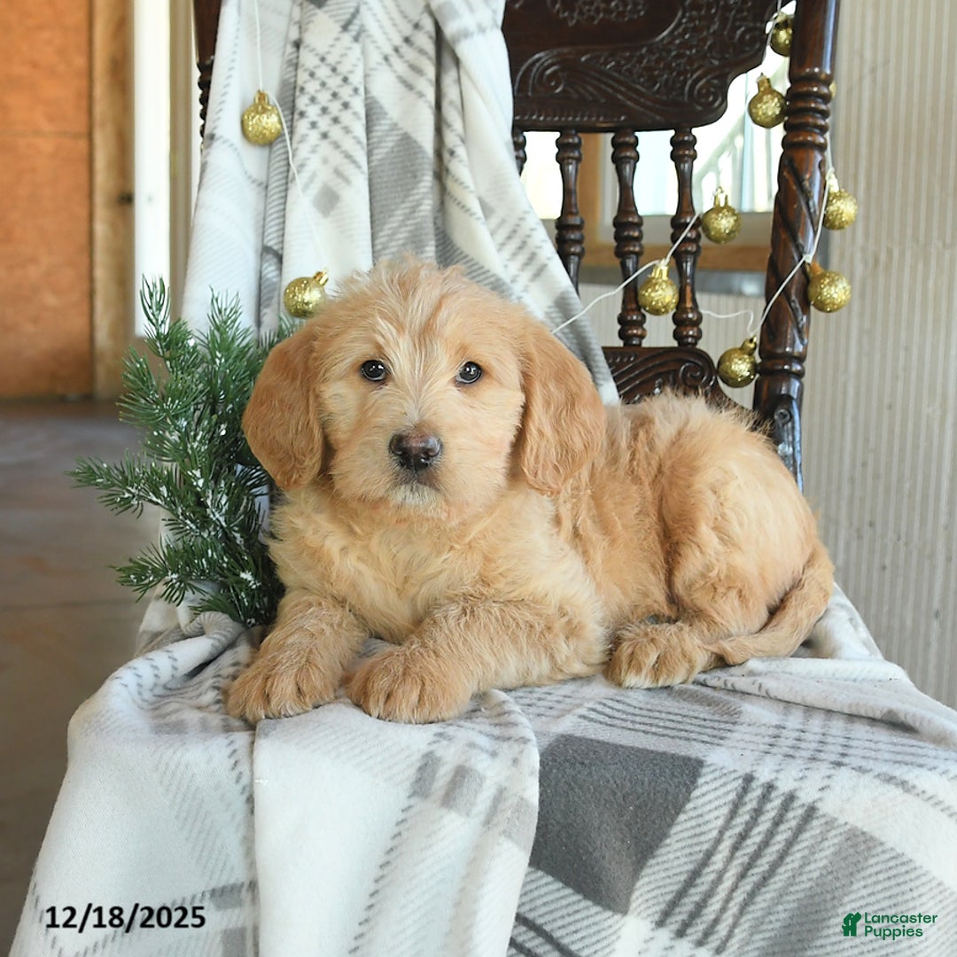 Labradoodle dogs for sale: Duchess - Ad 2