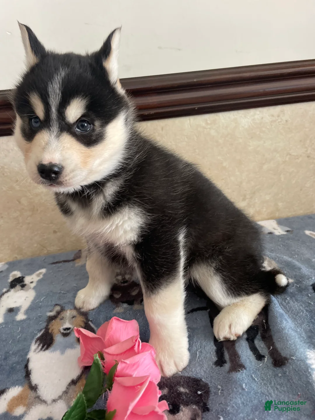 Pomsky dogs for sale: Chandler - Ad 2