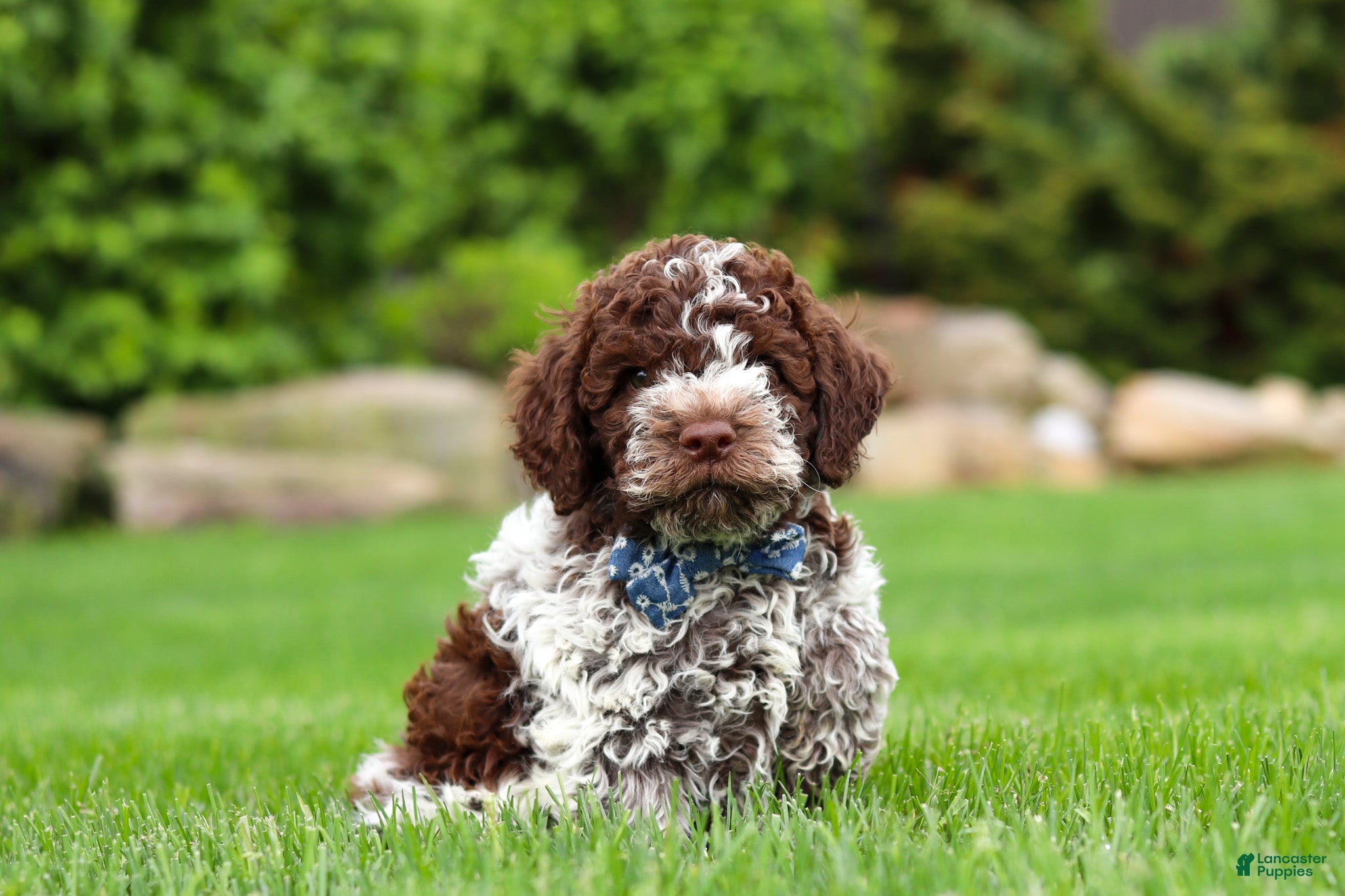 Lagotto Romagnolo dogs Cash - Ad 1