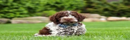 Lagotto Romagnolo dogs for sale: Cash - Ad 1