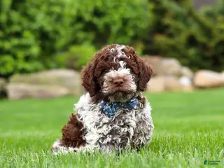 Lagotto Romagnolo dogs for sale: Cash - Ad 4