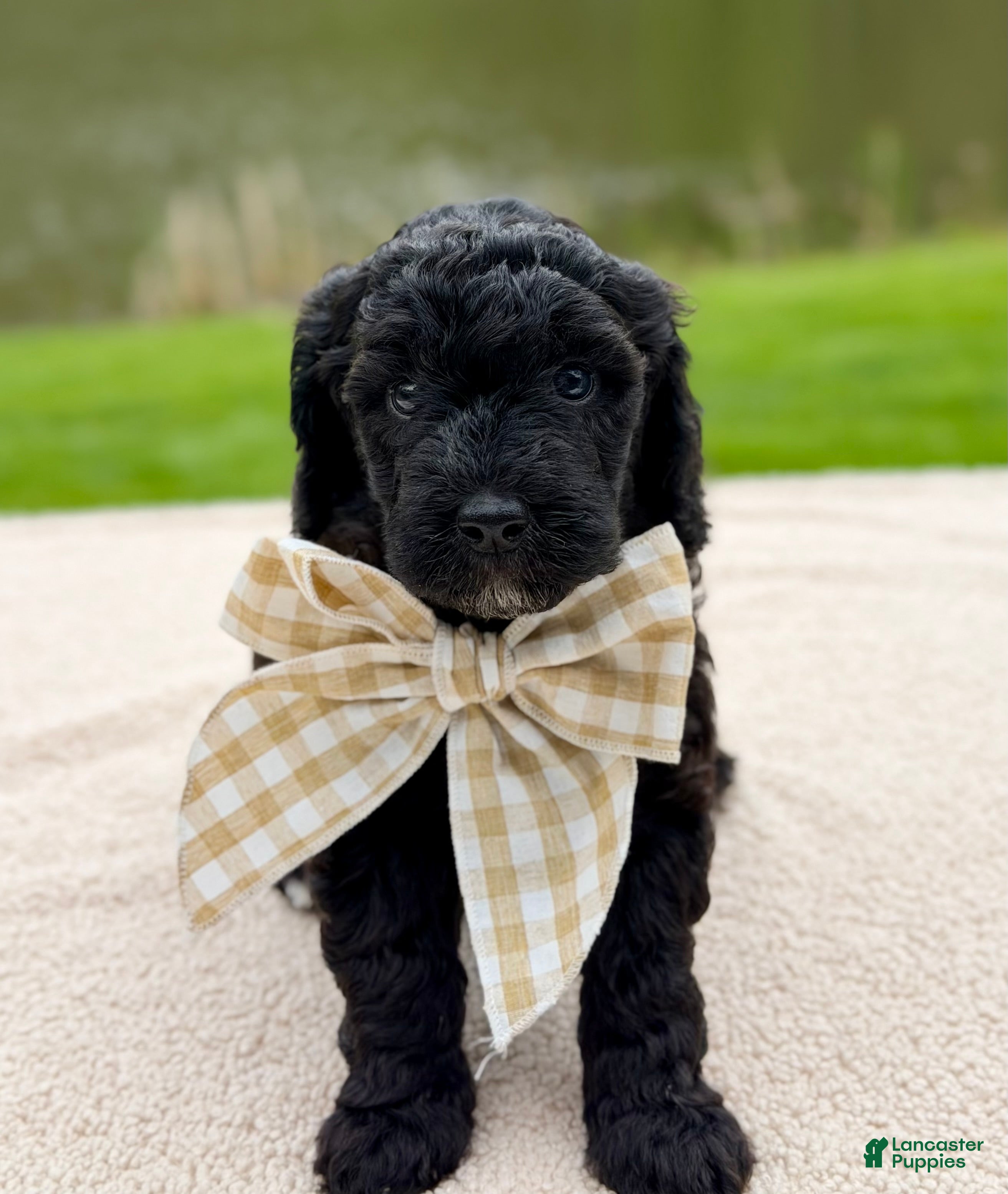Goldendoodle dogs Willow  - Ad 1