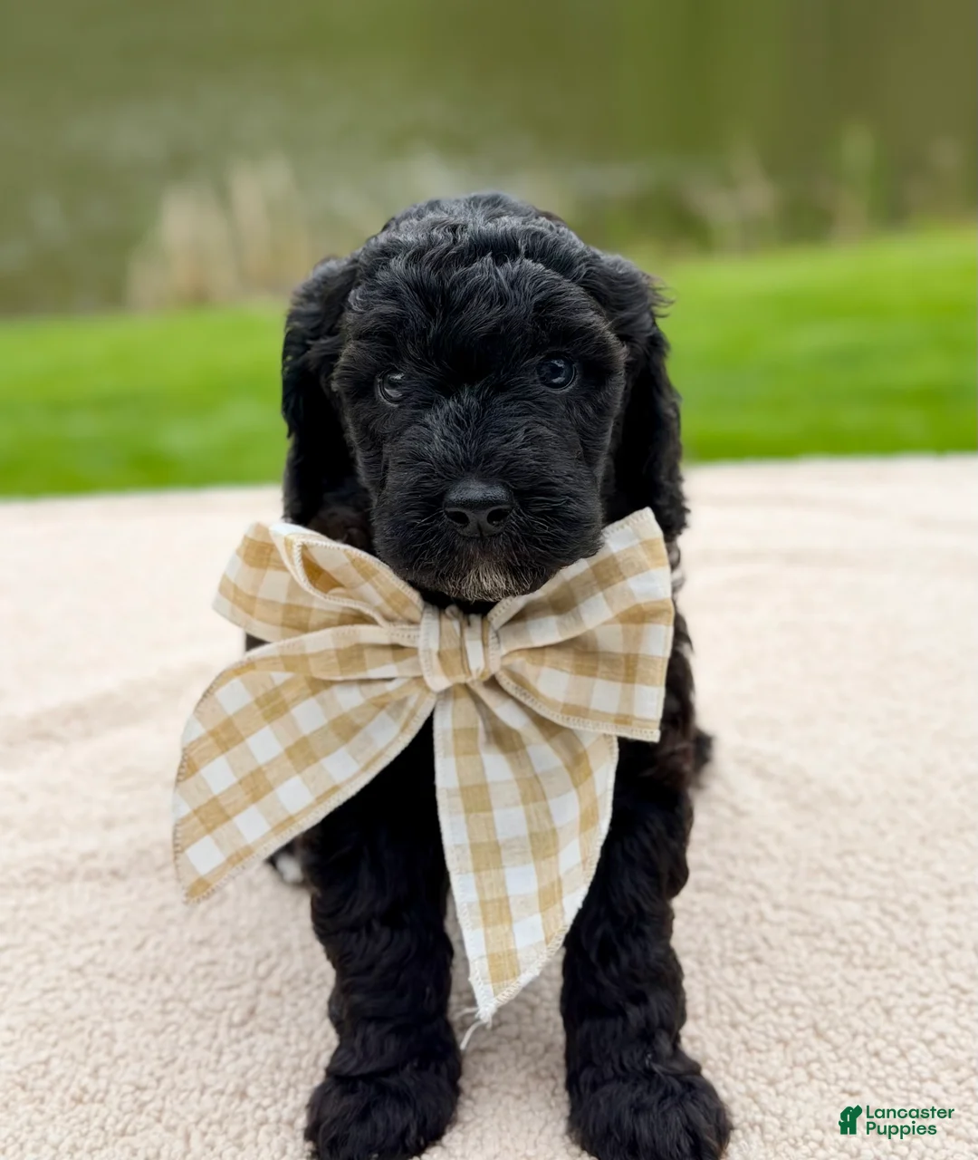 Goldendoodle dogs for sale: Willow  - Ad 1