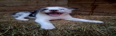 Border Collie 1