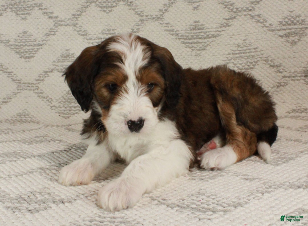 Bernedoodle dogs for sale: Willow  - Ad 3