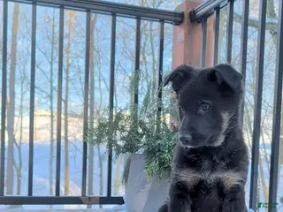 German Shepherd dogs Becca - Ad 24