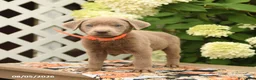Labrador Retriever dogs for sale: Monty - Ad 3