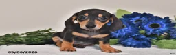 Miniature Dachshund dogs for sale: Jewel - Ad 3