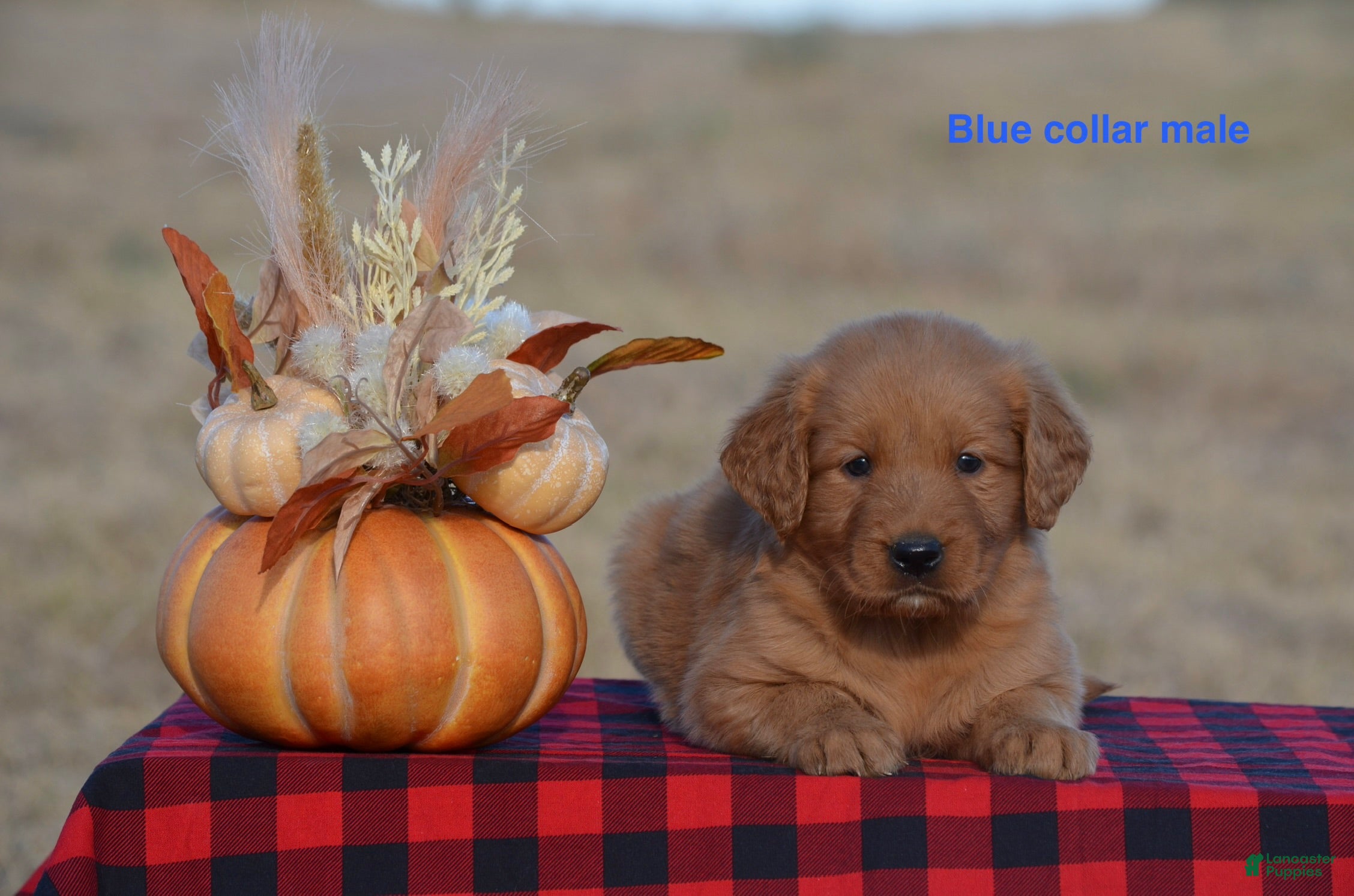 Golden Retriever dogs Kyle - Ad 20