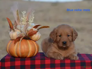 Golden Retriever dogs Kyle - Ad 20