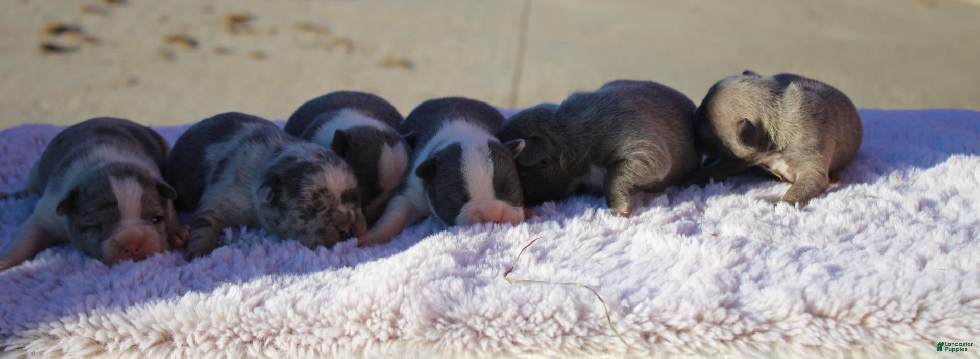 Frenchton dogs for sale: Frenchton 1 - Ad 3