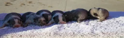 Frenchton dogs for sale: Frenchton 1 - Ad 1