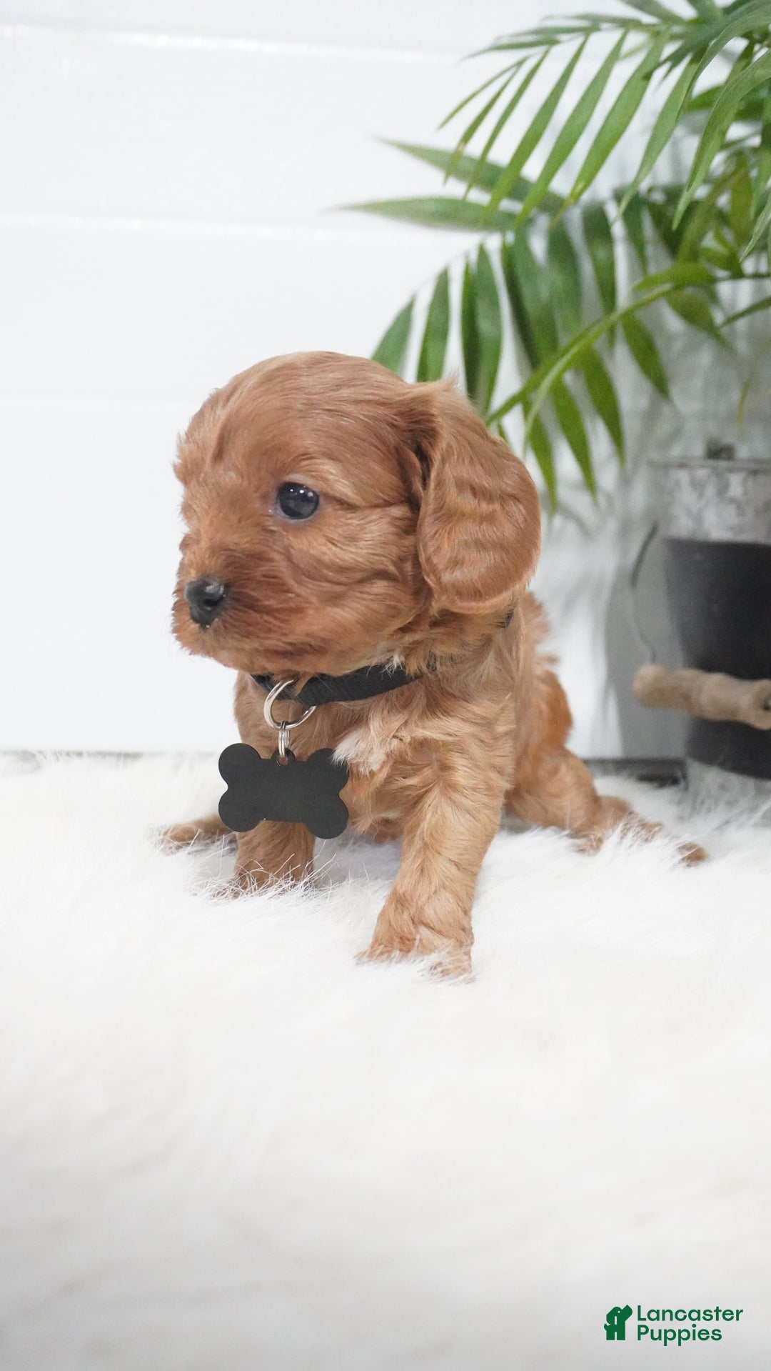 Cavapoo dogs for sale: Brock - Ad 4