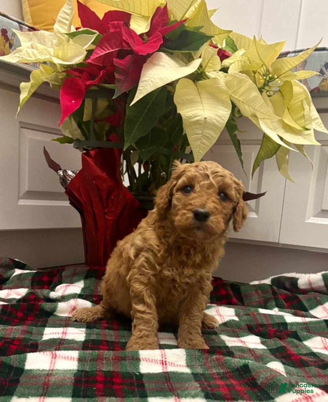 Labradoodle dogs for sale: Barker - Ad 1