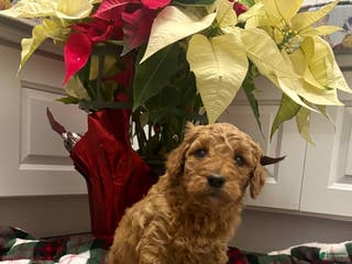Labradoodle dogs Barker - Ad 34