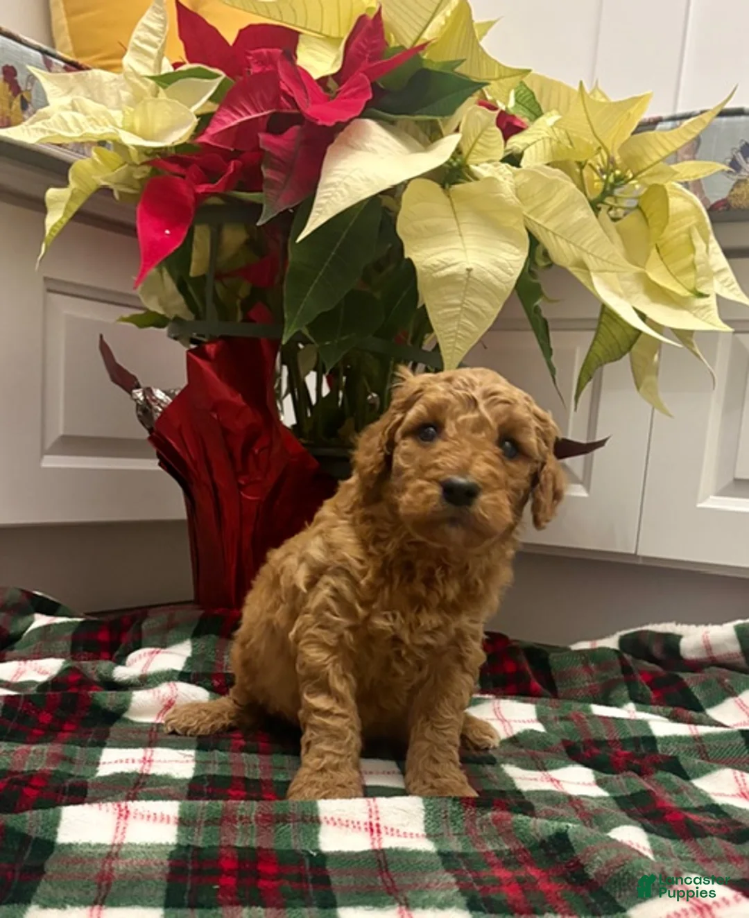 Labradoodle dogs for sale: Barker - Ad 1