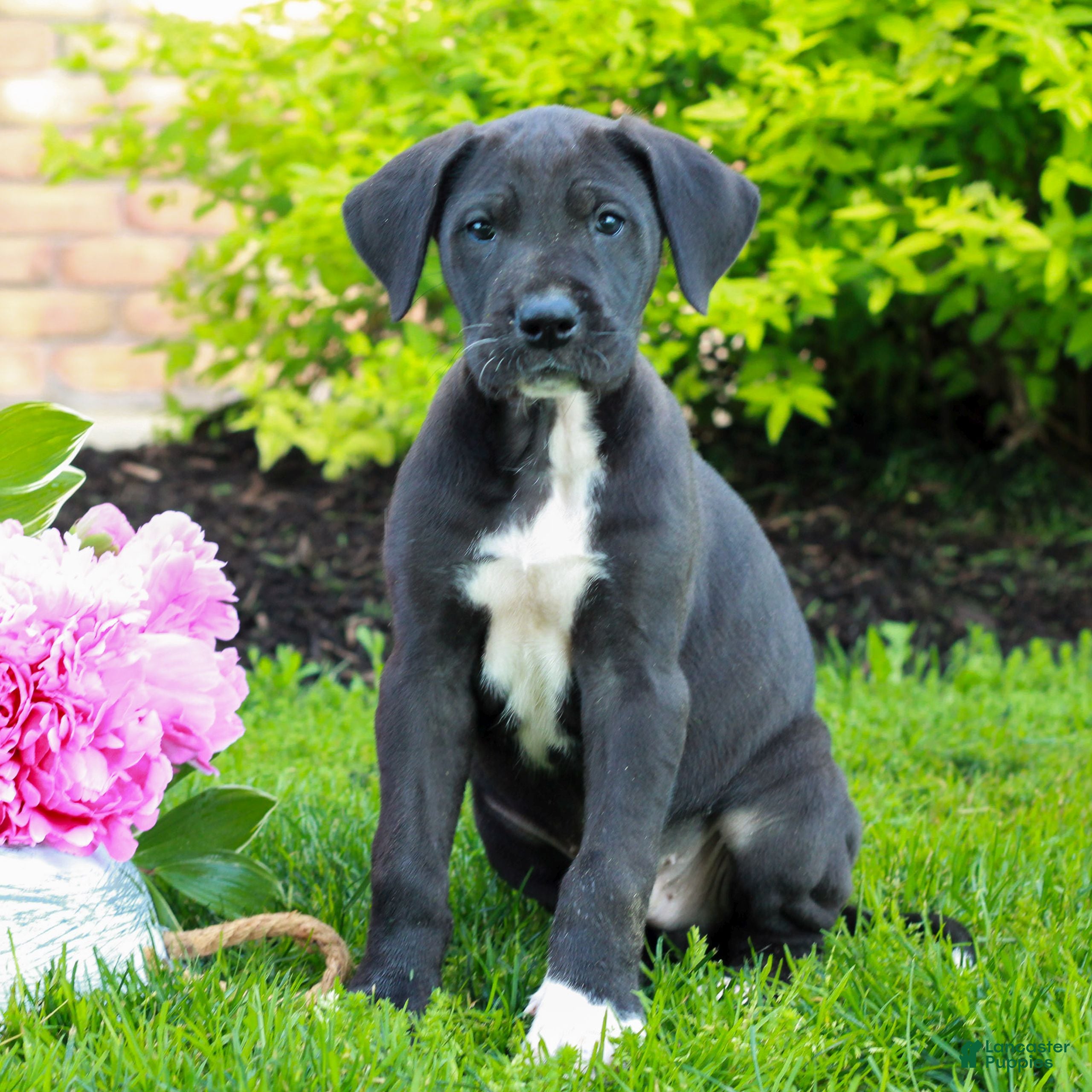 Great Dane dogs Rex  - Ad 2