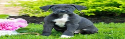 Great Dane dogs for sale: Rex  - Ad 2