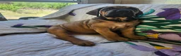 Bullmastiff dogs for sale: Bullmastiff Puppy 7 - Ad 2
