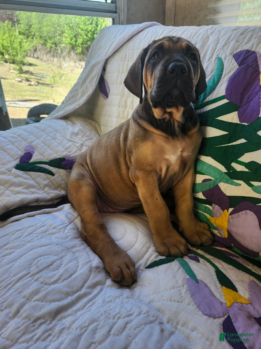 Bullmastiff dogs for sale: Bullmastiff Puppy 7 - Ad 2