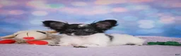 Chihuahua dogs for sale: SKYE - Ad 9