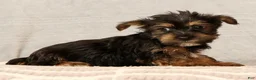 Yorkshire Terrier dogs for sale: Hailey - Ad 8