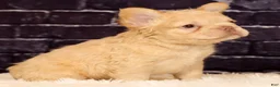French Bulldog dogs for sale: Rolo - Ad 3