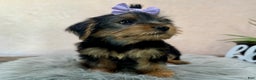 Yorkshire Terrier dogs for sale: Hallie - Ad 22